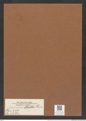 Actinoptychus moelleri Grun. (de-Toni-Nr.: Genus 227, Species 5594) Zeichnungen Sammlung Grunow Mappe 05340 (Herbarium_W_Grunow_drawings_Folder_05340)